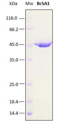 SDS-PAGE analysis (15%) of 1 μL of recombinant BcSA1. Purity is > 95% as determined by gel electrophoresis.